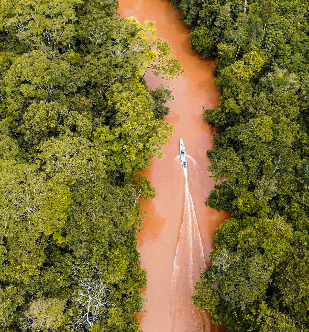 A majestosa floresta amazônica vista de um lodge de selva premium