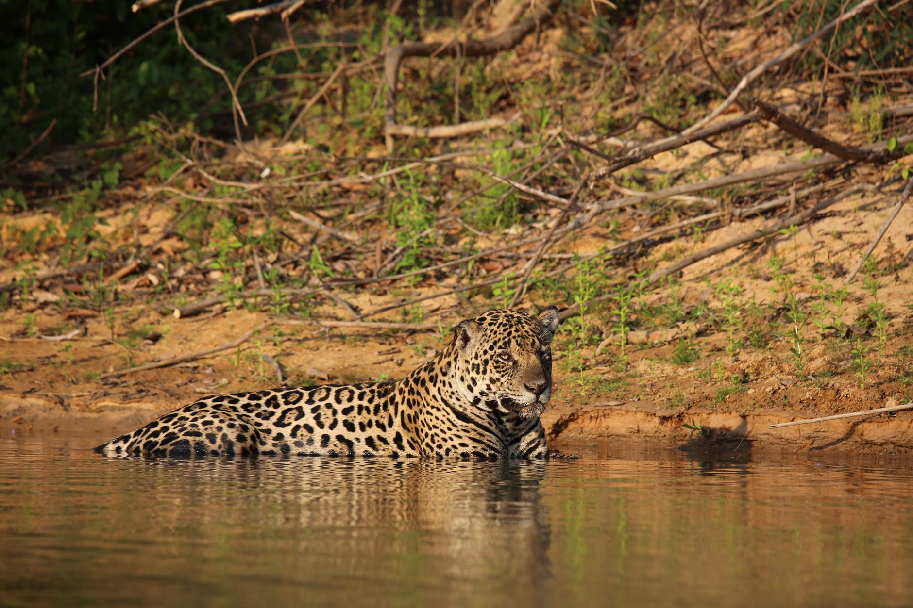 Safári fotográfico avistando a fauna icônica no Pantanal